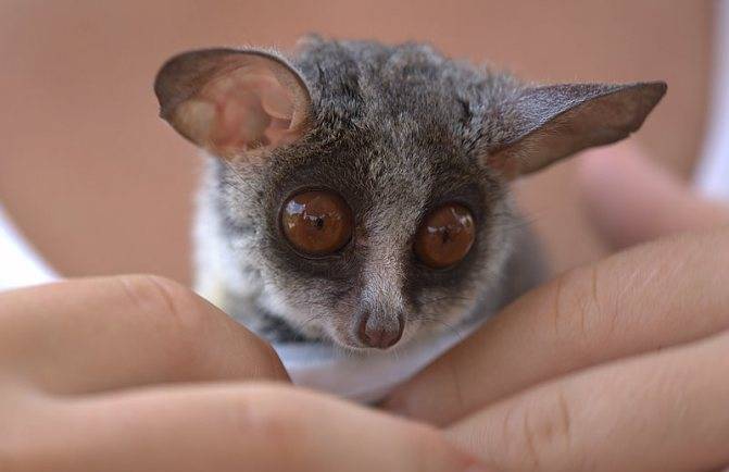 Галаго: среда обитания и особенности