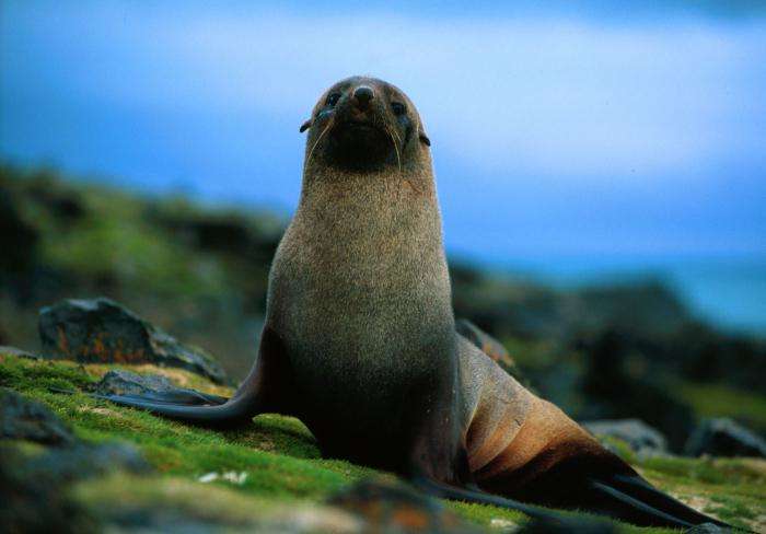 Морской леопард