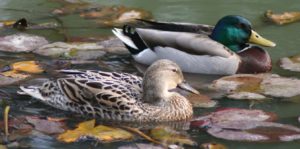 Самые яркие и позитивные виды птиц мира