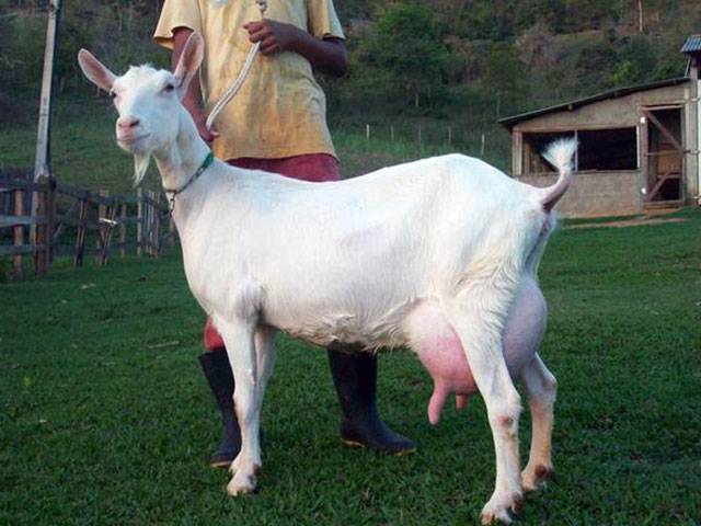 Зааненские козы: описание породы и фото, содержание и кормление