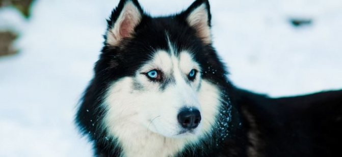 Собаки с дредами — обзор пород