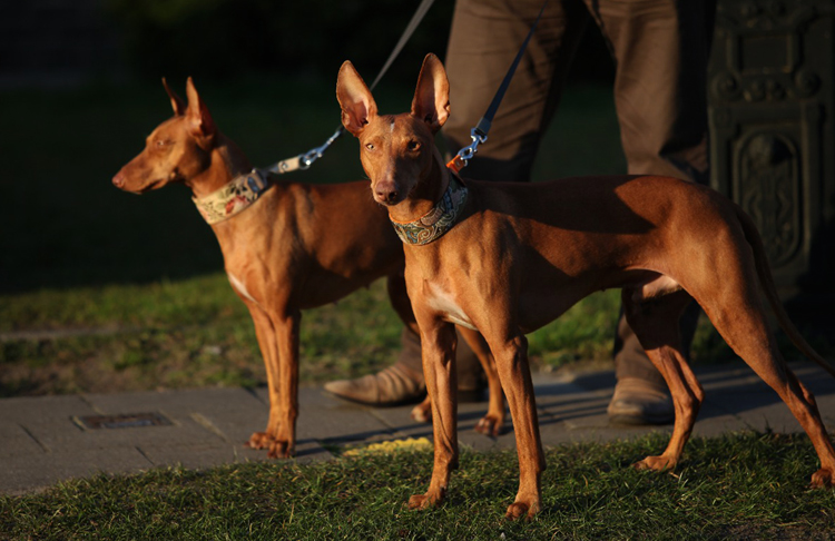 Характеристика собак Чирнеко дель Этна: особенности сицилийской борзой породы