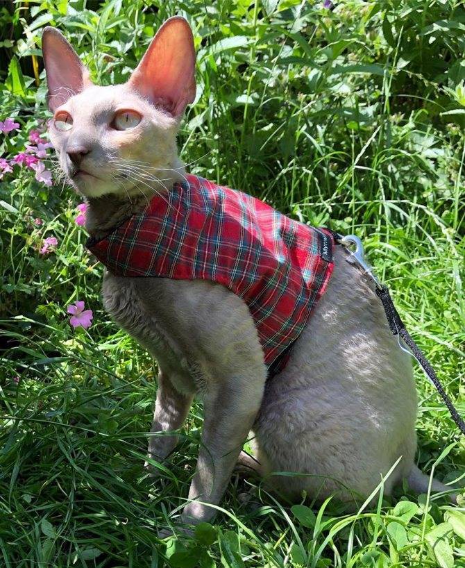 Описание породы кошек корниш-рекс: длительность жизни, описание