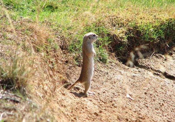Суслик: описание, где живут, сколько живут, что едят