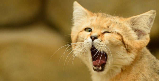 Барханный кот – как правильно ухаживать за таким экзотическим питомцем, интересные факты о породе