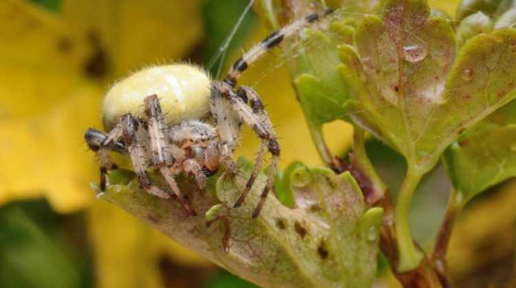 Интересные факты о пауках - анатомия, физиология, размножение, паутина