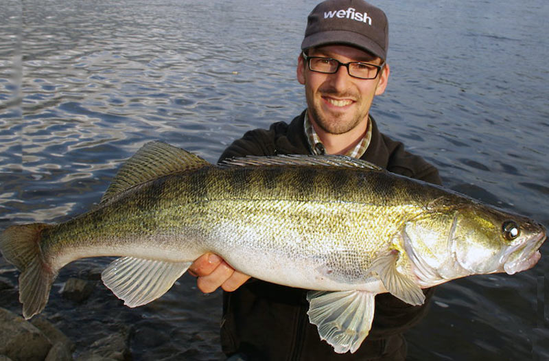 Рыба судак (морская и речная) — где водится, описание, образ жизни, техника ловли