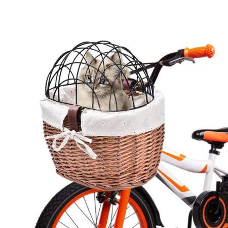 Попугай какарик: внешний вид, содержание, как приручить