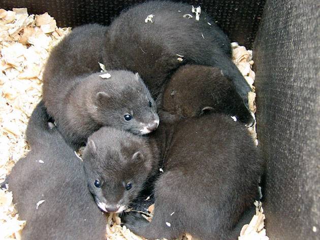 Все о норке: описание видов животного, содержание в домашних условиях, плюсы и минусы