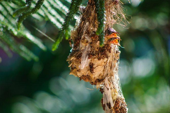 Нектарница: интересные факты о птицах