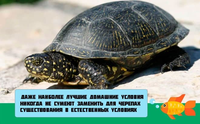 Содержание и уход за красноухой черепахой