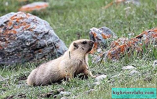 Редкие животные из Красной книги Приморского края — список, характеристика и фото