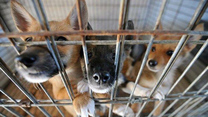 Шалайка (собака Сулимова) — описание, особенности новой породы в России