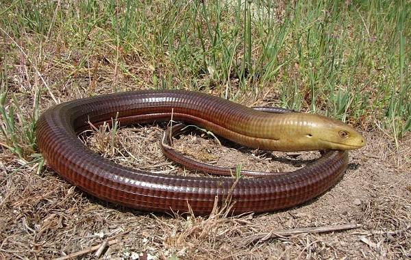 Поясохвост