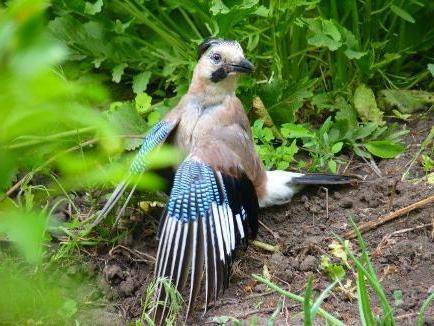Сойка (фото) – птица, поражающая своим репертуаром