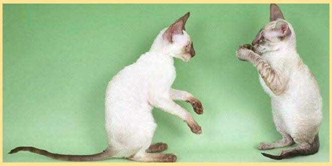 Описание породы кошек корниш-рекс: длительность жизни, описание