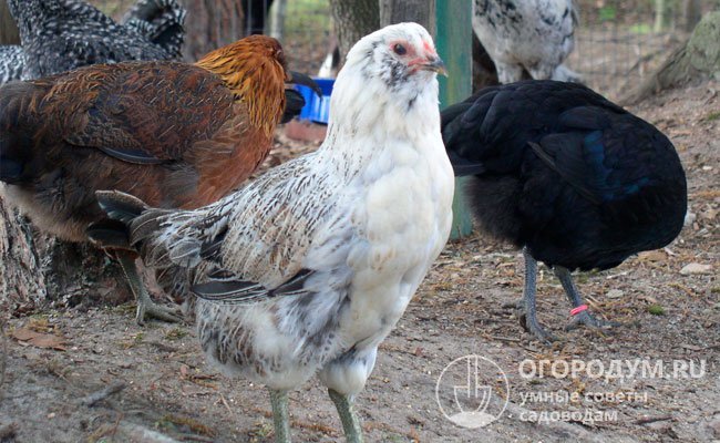 Как содержится порода кур Араукана, и выгоден ли бизнес на ее разведении