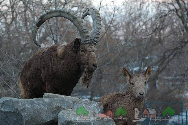 Винторогий козёл: образ жизни, питание, размножение козла мархура
