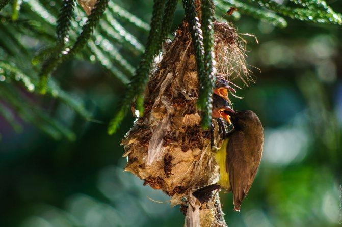 Нектарница: интересные факты о птицах