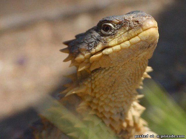 Поясохвост