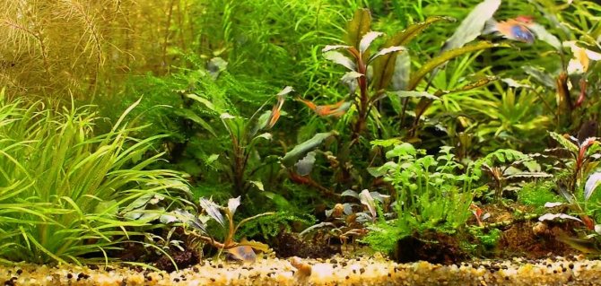 Коридорас Венесуэльский (Corydoras venezuelanus)