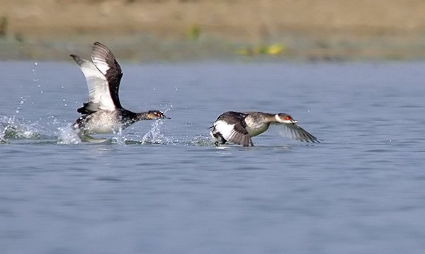 Чомга: описание, особенности, виды, образ жизни и среда обитания чомги