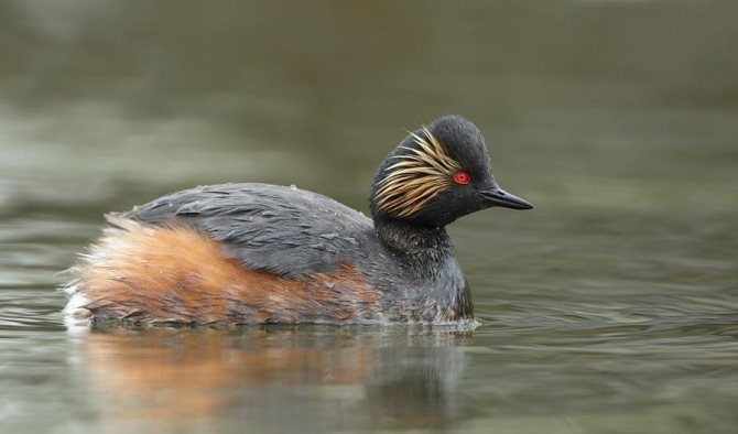 Чомга: описание, особенности, виды, образ жизни и среда обитания чомги