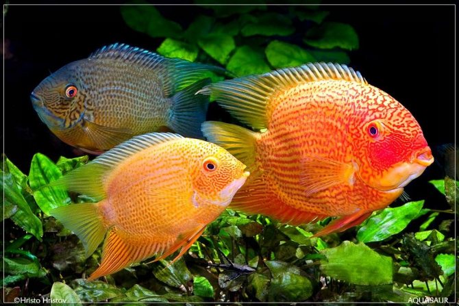 Цихлазома северум (рыбка ложный дискус): содержание, виды (красноточечный, красноплечий, жемчуг), совместимость
