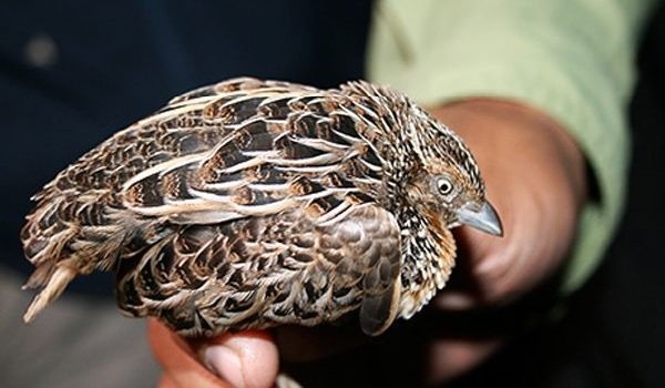 Животные урала занесенные в красную книгу, охраняемые растения Свердловской области