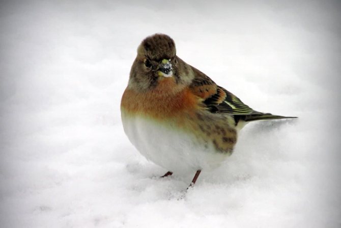 Вьюрок или Юрок?