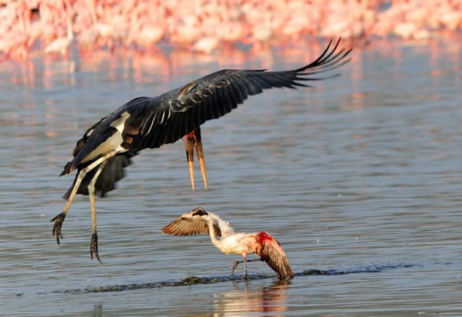 50 интересных фактов о марабу