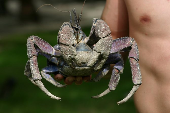 Кокосовый краб – крупнейший представитель членистоногих