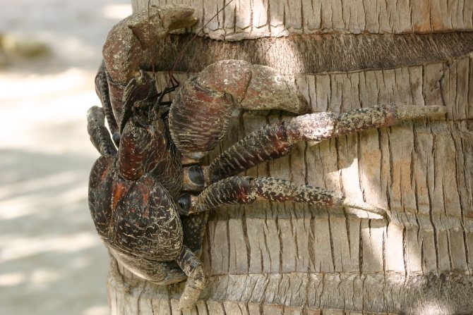 Кокосовый краб – крупнейший представитель членистоногих