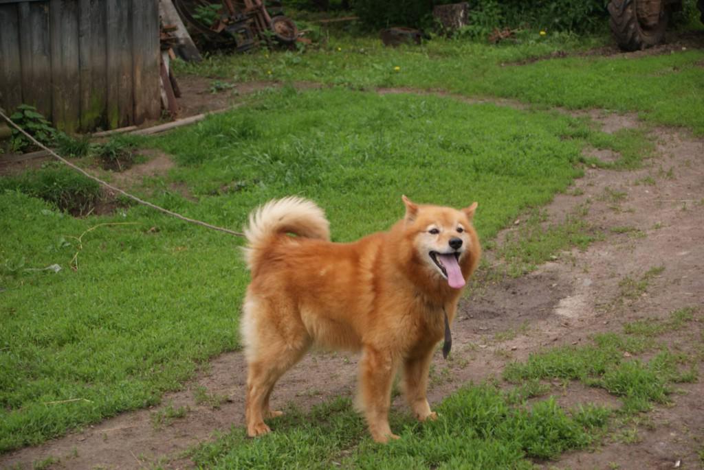 Карело-финская лайка: описание породы