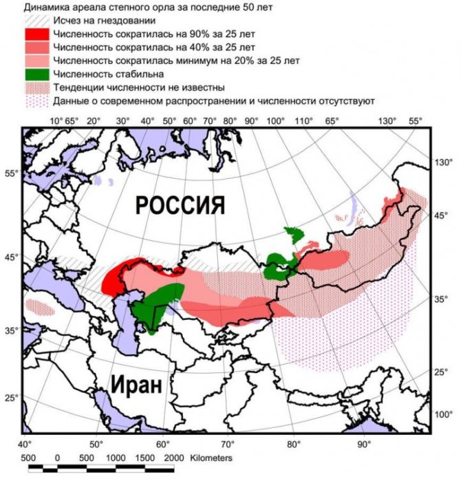 Степной орел - интересные факты