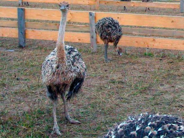 Страус эму: описание внешнего вида, характера, нюансов разведения