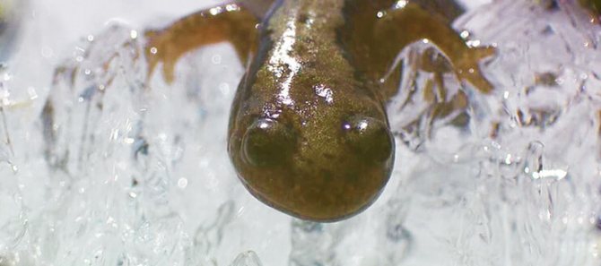 Сибирский углозуб — интересные факты и сведения