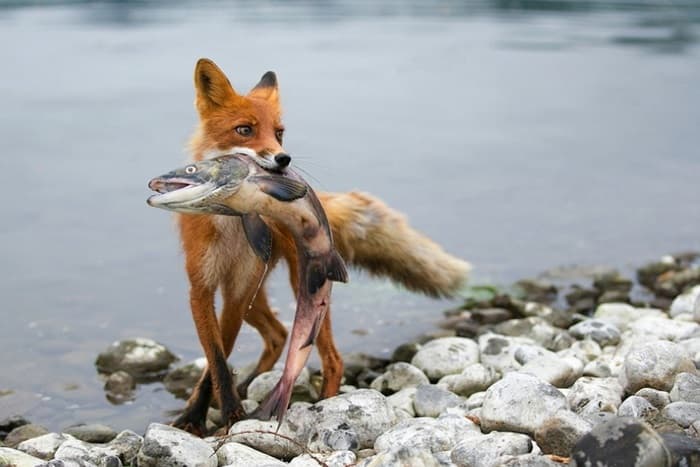 Сообщение о лисе - описание, характеристики и повадки животного Сообщение о лисе - описание, характеристики и повадки животного
