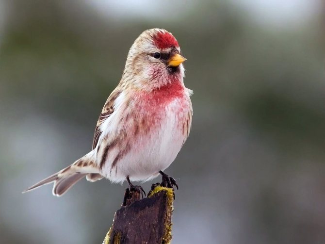 Чечетка (Carduelis flammea)