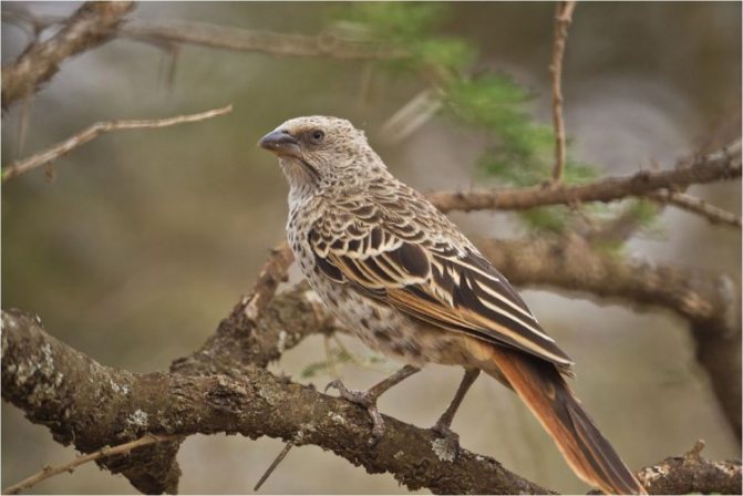 Ткачик птица