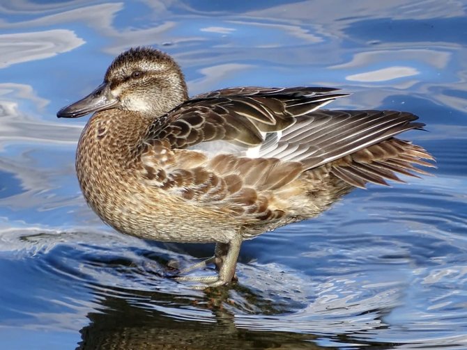 Чирок свистунок - самая маленькая утка