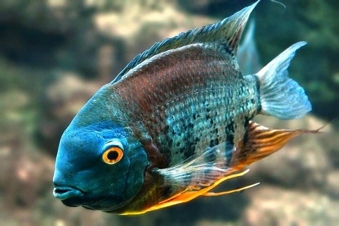 Цихлазома северум (рыбка ложный дискус): содержание, виды (красноточечный, красноплечий, жемчуг), совместимость