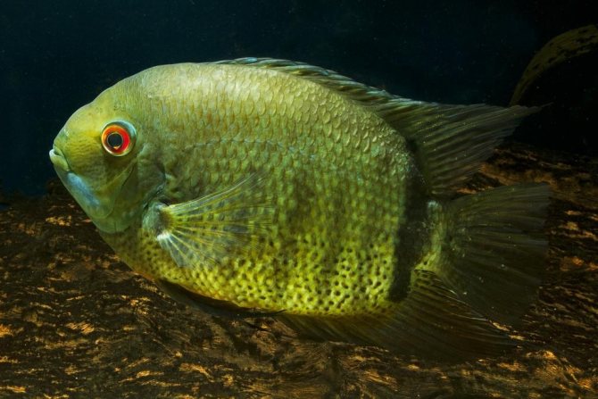 Цихлазома северум (рыбка ложный дискус): содержание, виды (красноточечный, красноплечий, жемчуг), совместимость