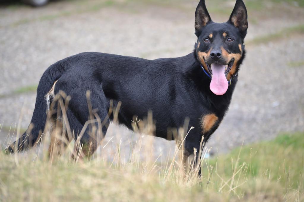 Австралийский келпи - 10 фактов и подробное описание породы собак