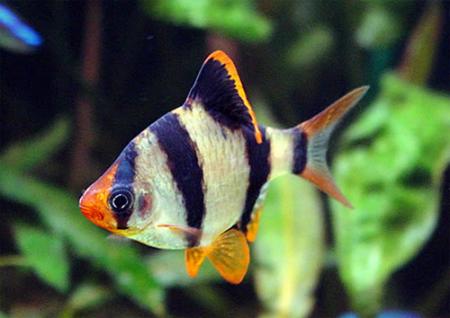 Все о размножении барбусов в домашних условиях