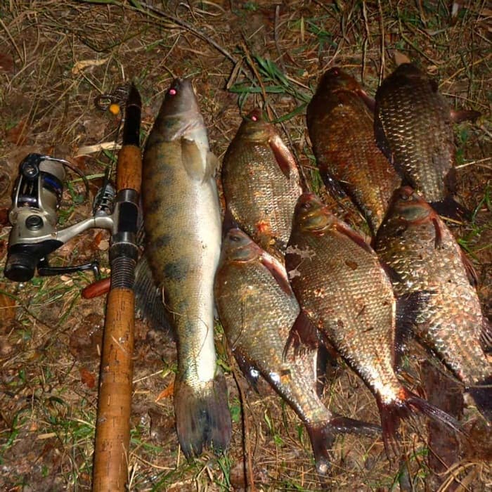 Наживки на карася