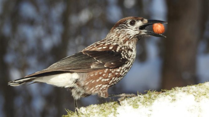 Птица кедровка