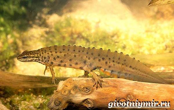 Сибирский углозуб — интересные факты и сведения