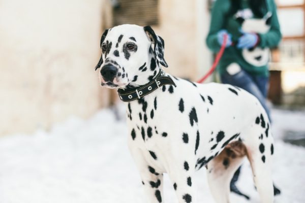 Далматин: стандарты породы, уход, особенности здоровья