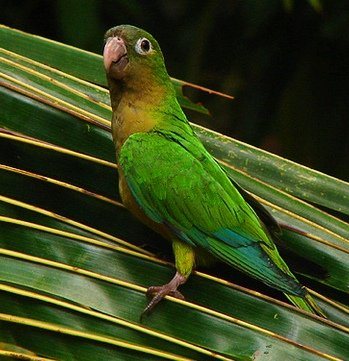 Попугай Аратинга: солнечный, золотой, яндайя, черноголовый